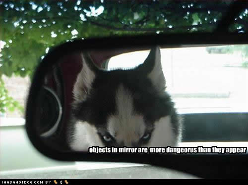 funny-dog-pictures-mirror-dangerous1.jpg